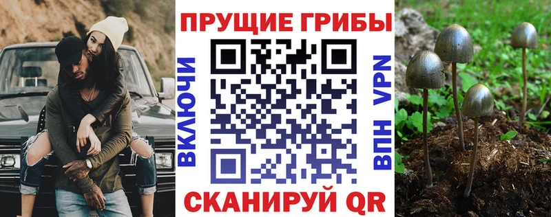 Галлюциногенные грибы Psilocybine cubensis  Медвежьегорск 